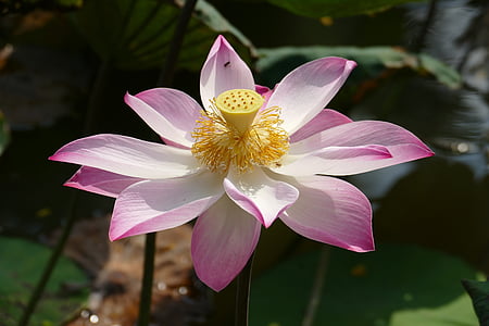 pink and white lotus flower in close up photography