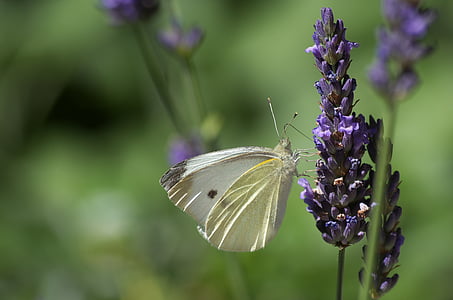 selective focus photography of cabbage white butterfly perched on purple petaled flower