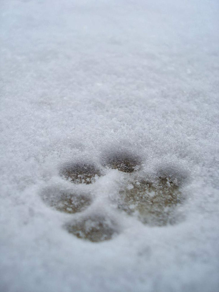 pet footprint on snow