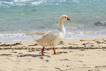 photo of white goose walking near seashore