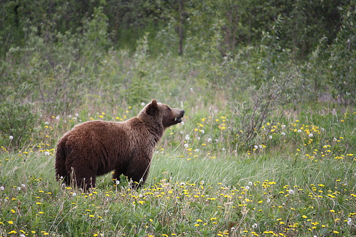 brown bear on grass photograph