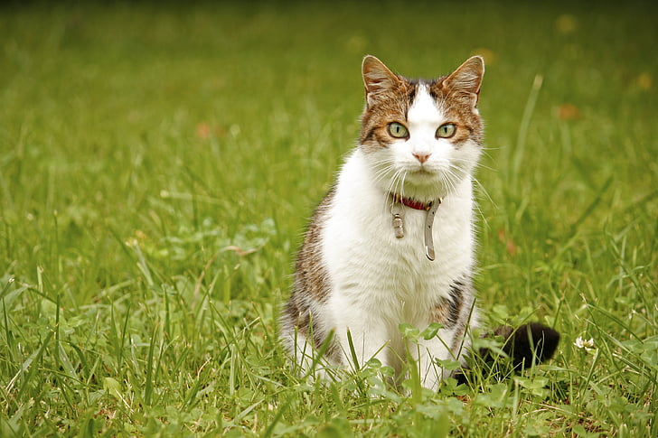 white and grey cat on green grass field