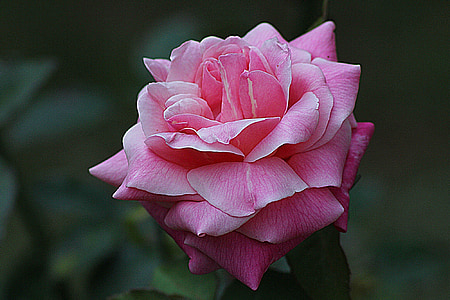 photography of pink rose flower