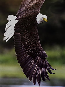 bald eagle in mid-flight