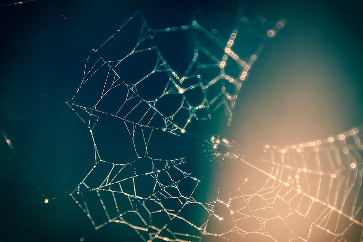 closeup photo spider web
