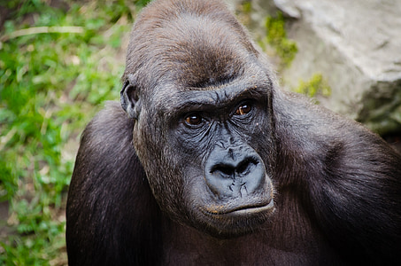 black gorilla in closeup photography