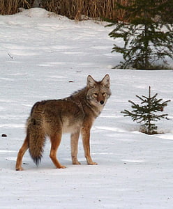 brown wolf on snow