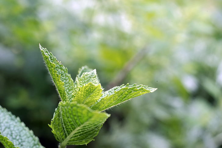 close up photo of green leaf plant