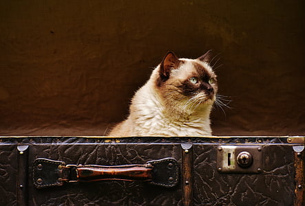 Siamese cat in briefcase