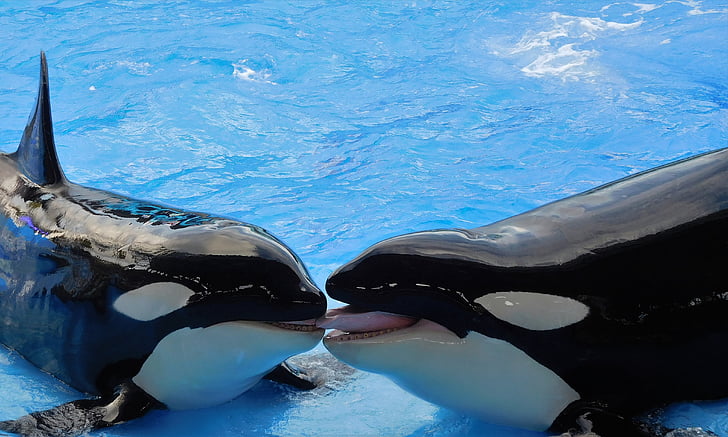 two black-and-white orcas on top of water