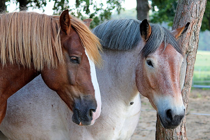 selective focus photography of two brown and white horses at daytime