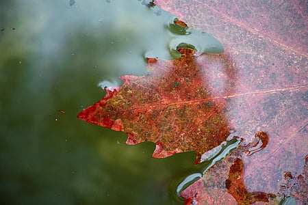 Maple leaf on clear liquid