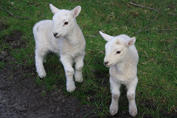 two white lambs