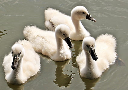 four ducklings on body of water