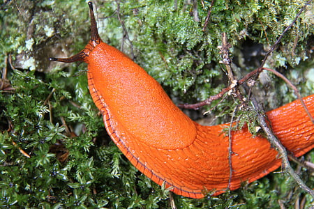 closeup photo of orange snail on green moss