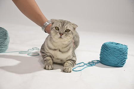 gray Classic tabby cat held at the back by a person in between yarn spools