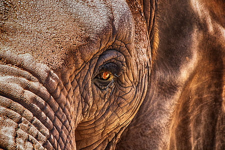close-up photography of elephant