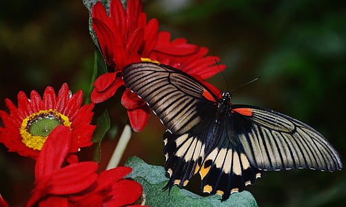 closeup photo of great mormon butterfly perched on red cluster flower