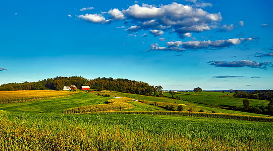 corn field during daytime