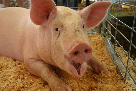 pig on soil inside gray cage
