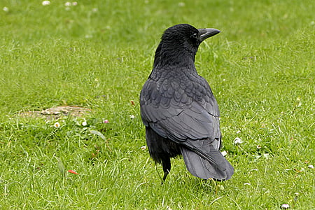 shallow focus photography of crow