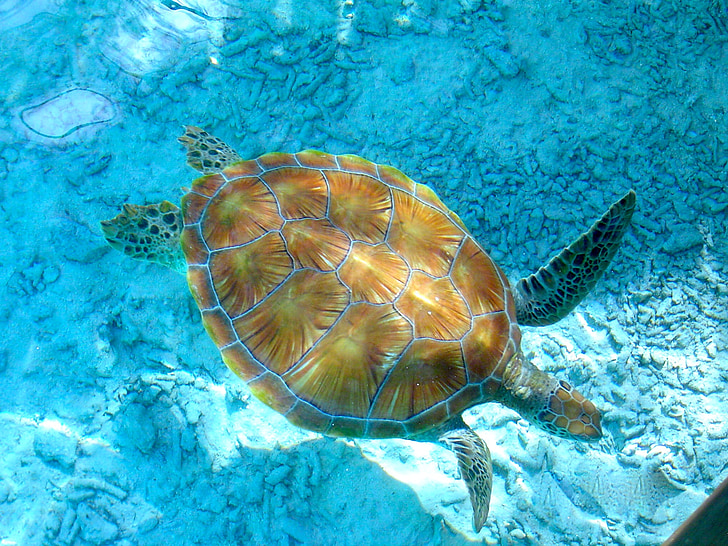 brown and gray turtle swimming in the sea