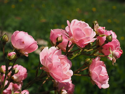 closeup photo of pink rose flowers