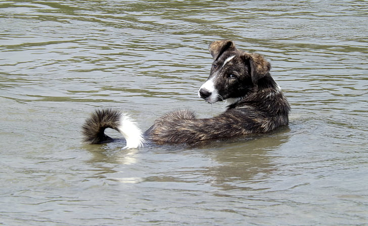 short-coated black and white dog on body of water
