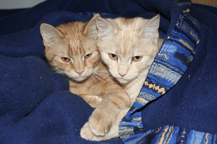 two orange tabby cats with blue textile