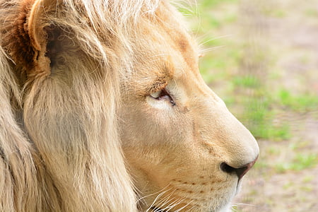 lion's face