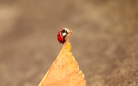 selective focus photography of ladybug perched on dried brown leaf