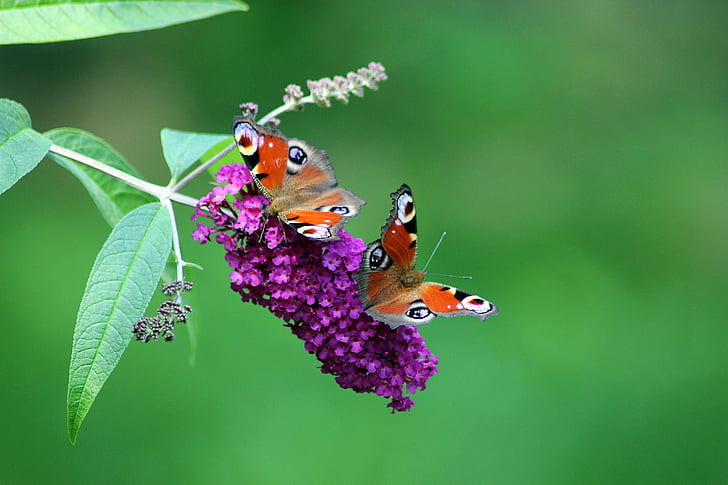selective focus photography of two butterflies on purple cluster flower at daytime