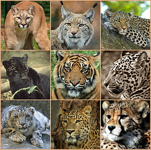 photo of types of wild cats collage