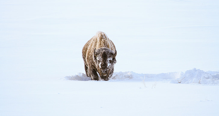 brown bison walking on snow