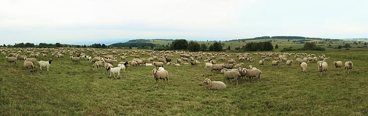herd of goats on green grass field