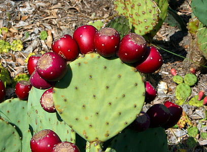 green cactus with red flowers