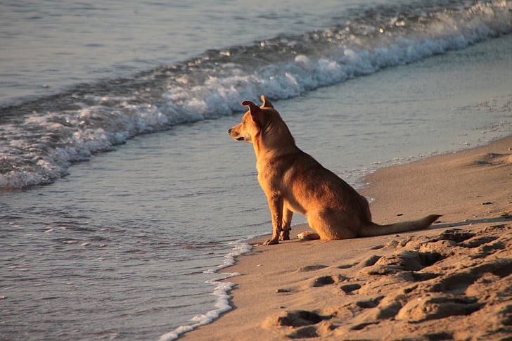 tan dog sitting on seashore