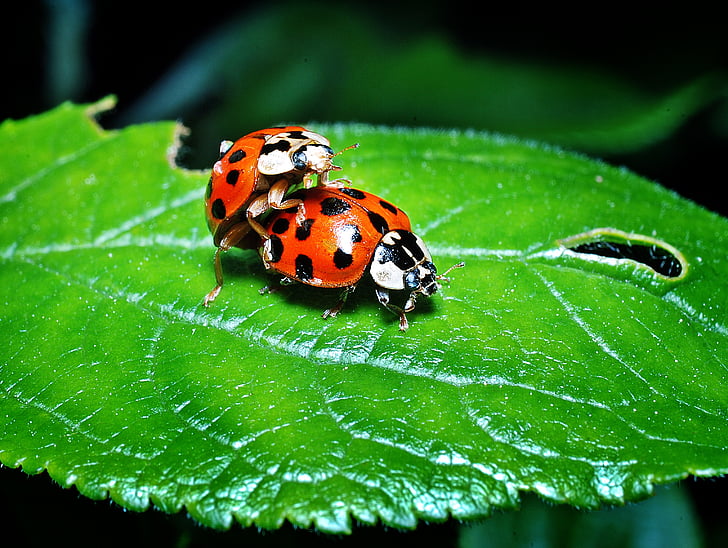 closeup photo of two ladybugs perch on ovate leaf