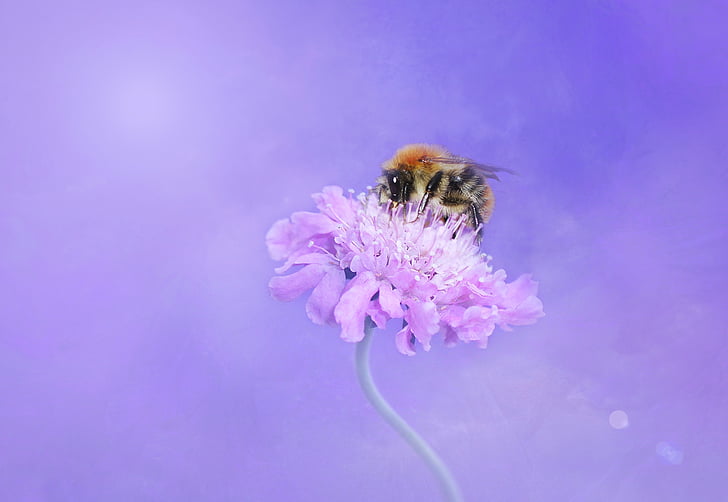 honeybee pollinating on purple petaled flower