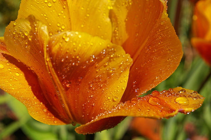 orange petaled flowers with water dew during daytime