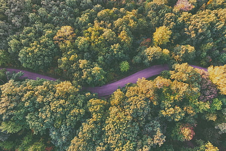 areal photography of road near forest