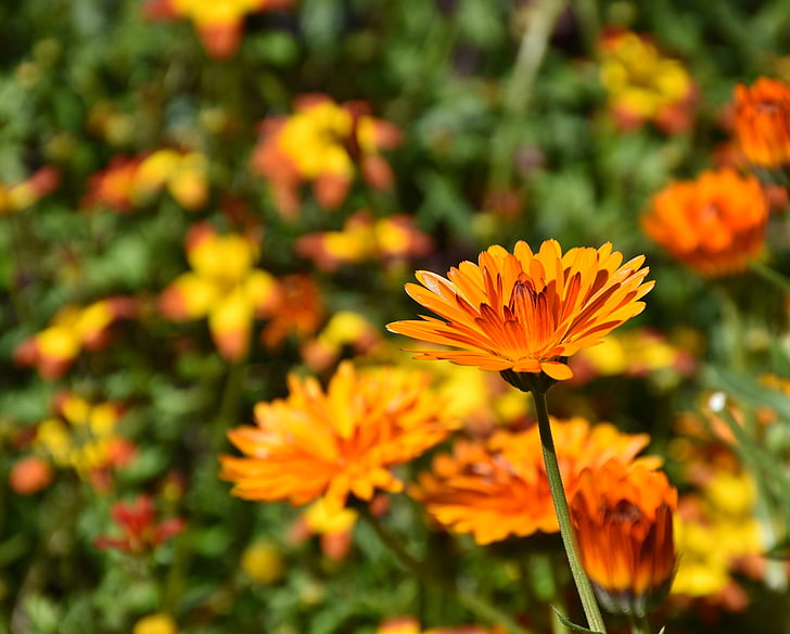 selective focus photo of orange cluster flowers