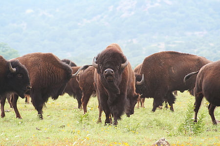 herd of brown bisons on lush grass field during daytime