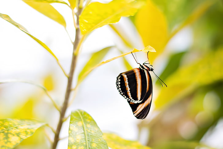 macro photography of black and brown butterfly