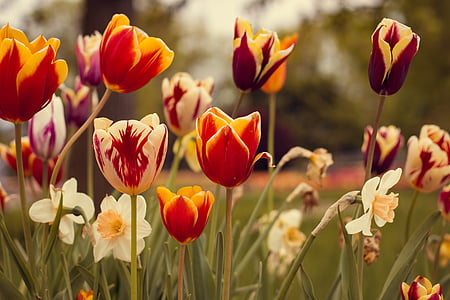 shallow focus photography of tulips