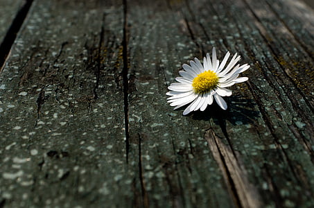 white daisy on brown wooden surface
