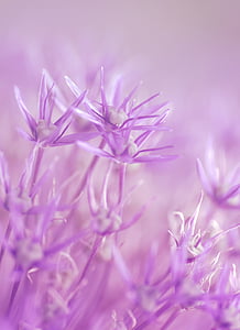 macro photography of purple flowers