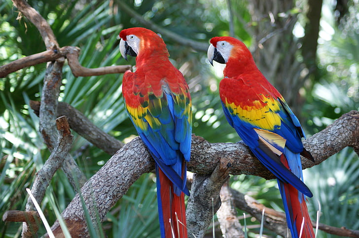red-yellow-and-blue parrots on brown tree branch