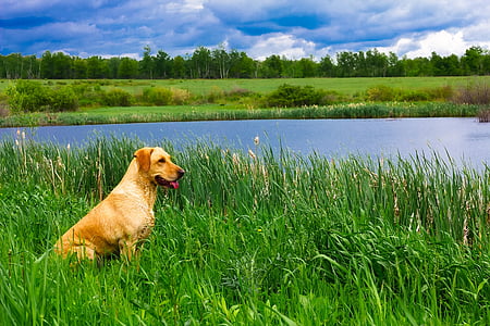 yellow Labrador retriever on green grasses field near river