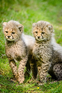 two baby cheetahs